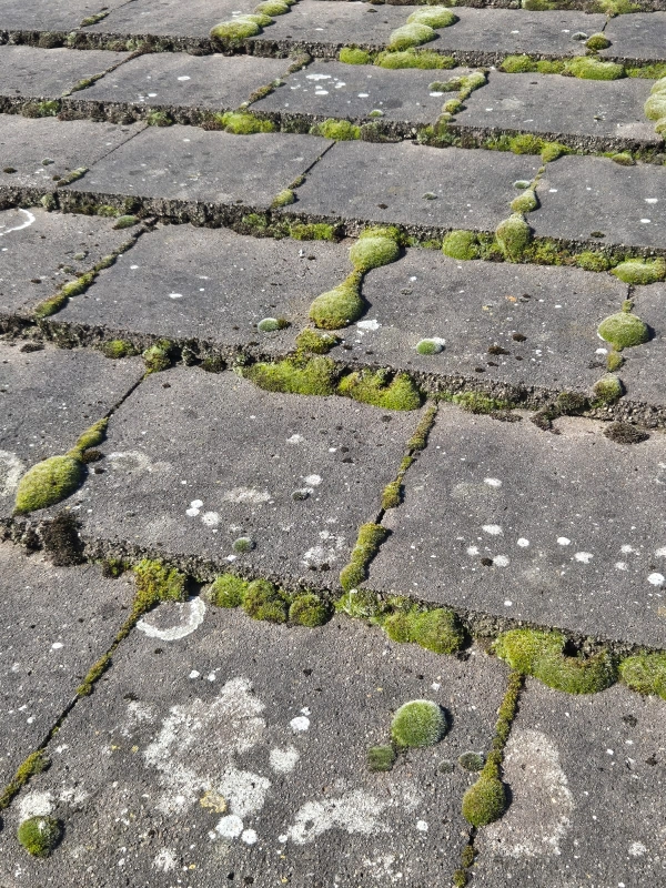Roof Cleaning